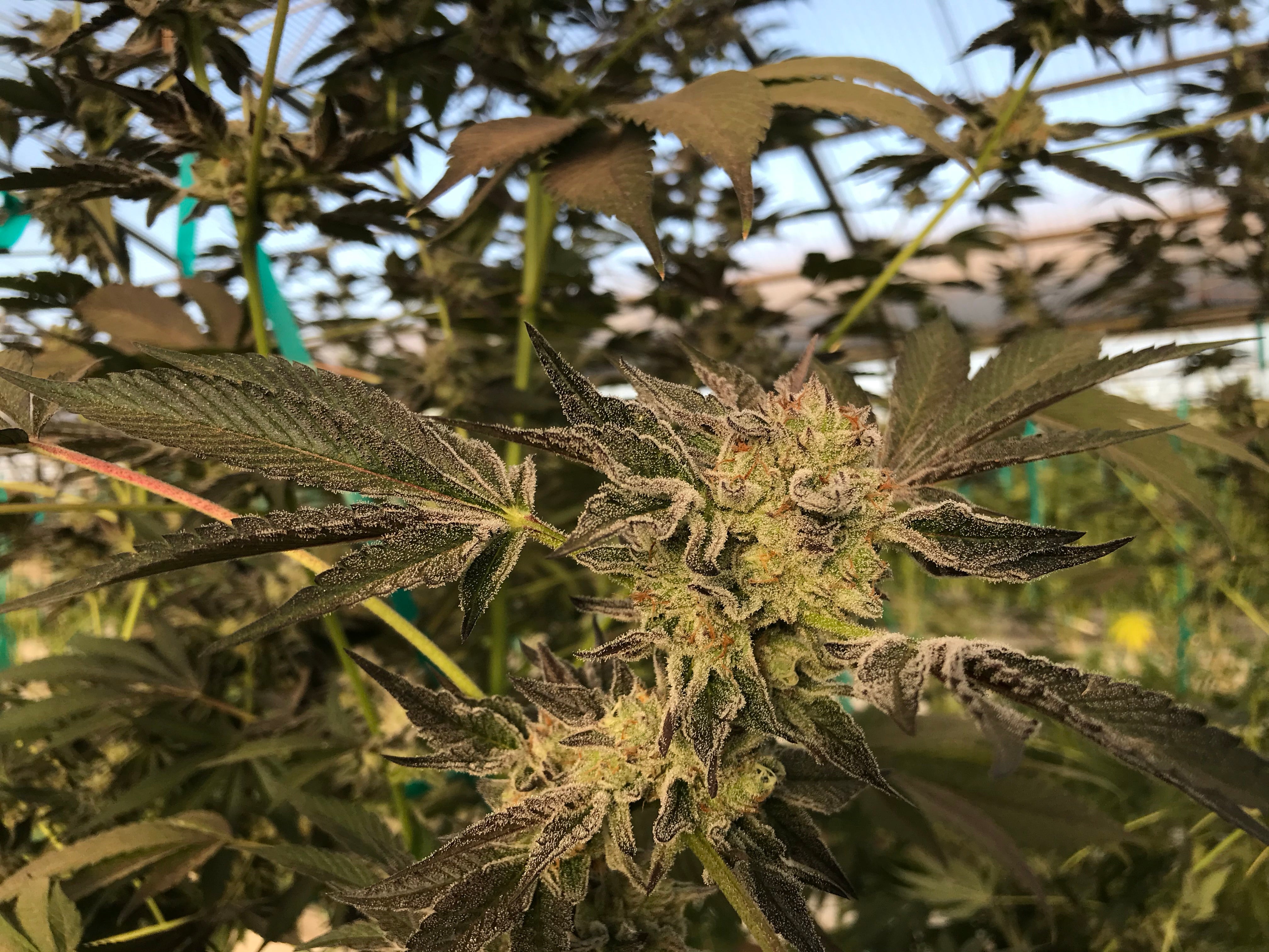 reading over viewing